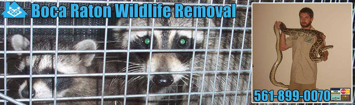 Boca Raton Wildlife and Animal Removal